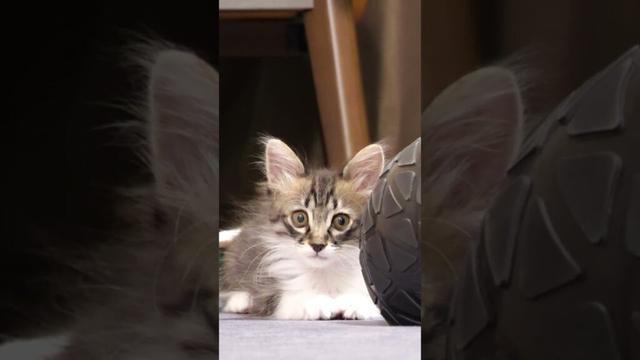 ボールの陰に隠れた子猫が突然ジャンプ！？【赤ちゃん猫　保護猫】
