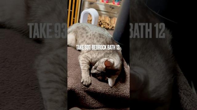 #薪ストーブ の #余熱 で #岩盤浴 #ぬぐだまる猫 #egyptianmaucat #エジプシャンマウ #エジプシャンマウスモーク #エジプシャンマウの仲間たち #天然石 #shorts
