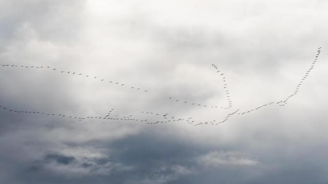 Ziehende Kraniche in Formation vor Wolkenhimmel. Fotografiert im Kreis Gütersloh.