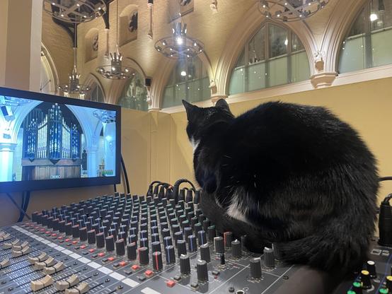 Black and white cat looking at a screen showing the organ