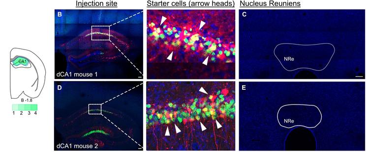 Monosynaptic retrograde tracing from hippocampus proper shows no cells originating from nucleus reuniens (NRe), unless the starter cells are present in subiculum region. Left: Injection site for dorsal CA1 and viral spreads for the helper virus (green cells). B and D, Injection site of a dCA1 injection: green cells contain helper virus and red cells are pseudotyped rabies virus positive and starter cells (yellow) shown closer on the inset, shown by arrowheads. C and E, No cells found in any thalamic section containing NRe.