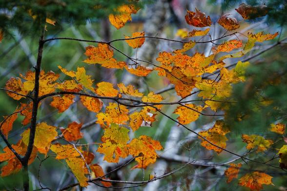 A tangle of yellow and orange maple leaves on branches, surrounded by greenery.
