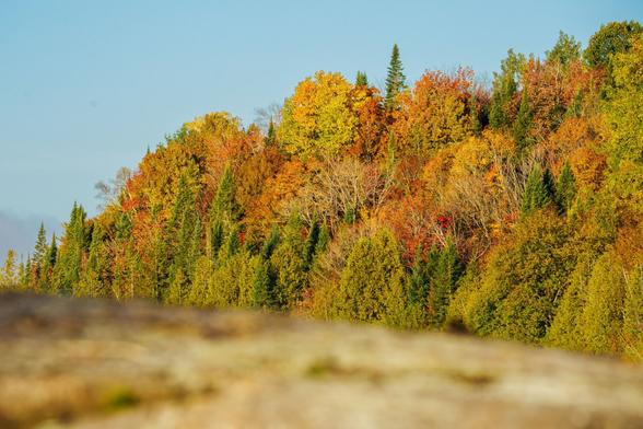 A panoramic view of a hillside covered in autumn trees, showcasing orange, yellow, and green foliage.