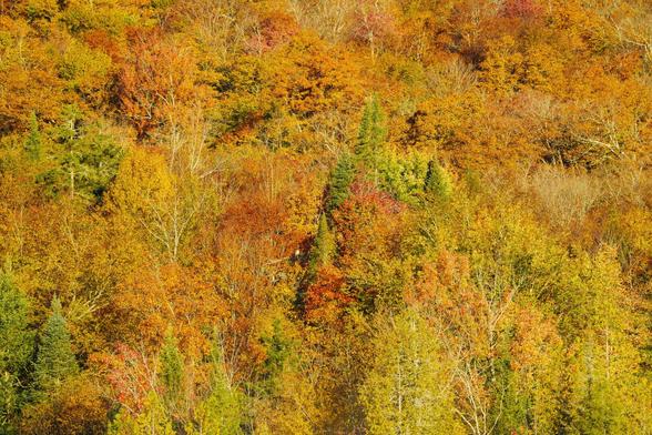 A dense forest scene with a rich tapestry of orange, red, and yellow leaves in the fall.
