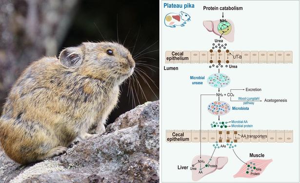 Left: A pika (almost certainly the wrong species!), photo credit Pixabay user mikieni777. Right: Proposed mechanism for urea nitrogen salvaging and relative changes during winter protein restriction. Urea endogenously produced by the liver is transported by epithelial urea transporters (UT-B) from blood into the cecal lumen where it is hydrolyzed to yield CO2 and NH3 by microbial urease. CO2 is excreted by the host and/or fixed by microbes. NH3 is absorbed by the host and converted into amino acids (AAs) and/or urea in the liver, or it used by microbes to synthesize AAs (green balls) that are incorporated into the microbial proteome or potentially absorbed by the host through amino-acid transporters (brown squares). Ultimately, the AAs are used to synthesize protein (green circles) in host tissues, thus recycling the urea nitrogen.