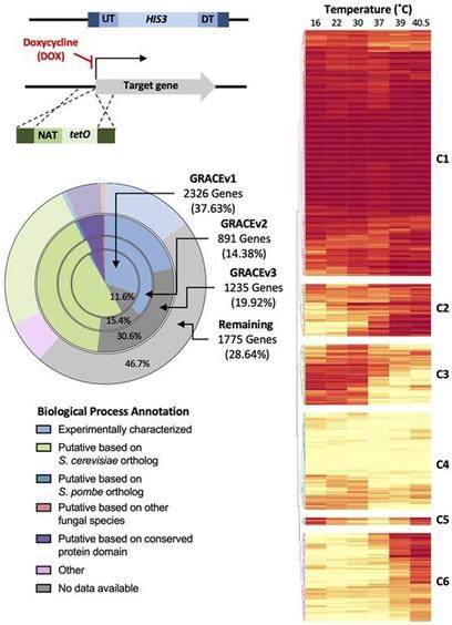 Screening of expanded GRACE mutant collection at six temperatures reveals distinct functional enrichment in genes clustered by fitness profile. Top left: Schematic of GRACE mutant construction. Bottom left: Summary of GRACE mutant collection expansion based on manual curation of biological process gene ontology annotation on Candida Genome Database (CGD). Pie chart with four concentric rings visualizes the relative proportion of genes from various versions of the GRACE collection with biological process descriptions completely unannotated or annotated based on: experimentally characterization, S. cerevisiae ortholog, S. pombe ortholog, orthologs in other fungal species, conserved protein domains, or unannotated; see Materials and methods for full details. Right: Heatmap of genes ordered by hierarchical clustering of essentiality scores across screening temperatures. A score of 4 (red) represents no growth and 0 (yellow) represents growth comparable to wild type.