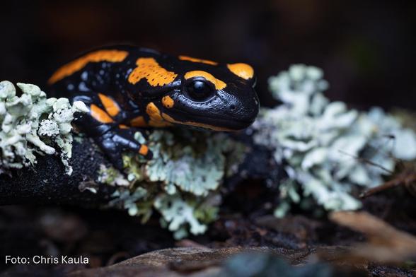Nahaufnahme eines Feuersalamanders