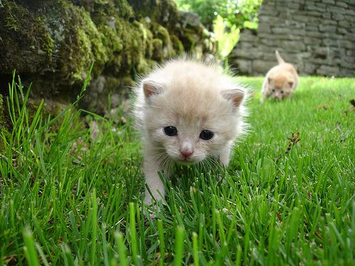 A tiny orange kitten walking through long green grass, with another similar kitten in the background. The setting appears to be outdoors with a stone wall partially covered in moss on the side. The foreground kitten is looking directly at the camera.