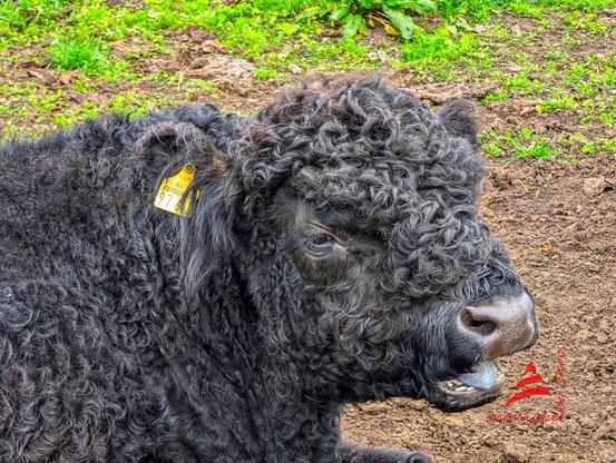 Galloway in schwarz.