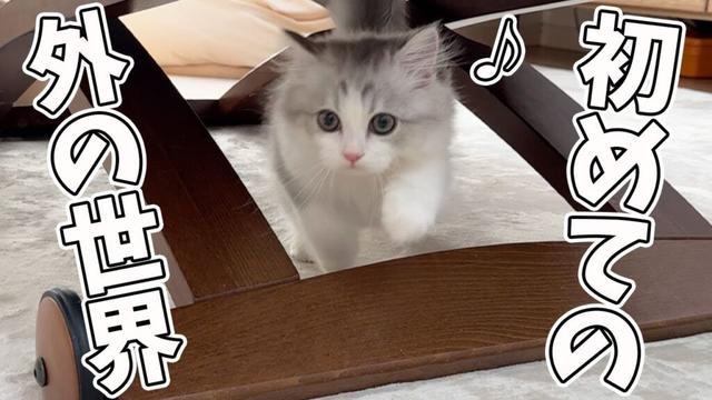 子猫が生まれて初めてケージの外に出れたらこうなったw w w