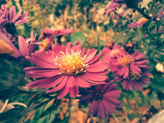 Photograph with one flower prominently visible and others in the background. The flowering plant is of the Aster genus, which is in the Asteraceae (sunflower) family. The petals (leaves) of the visible flowers are purple and their centers are yellow.