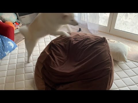 柴犬がクッションに飛び乗る瞬間を捉えた貴重な映像を公開します