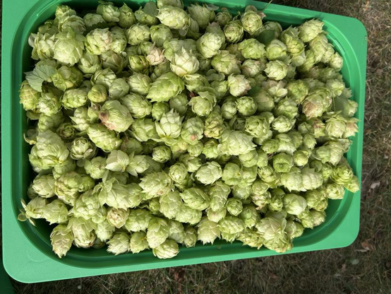 A green container filled with nugget hops cones