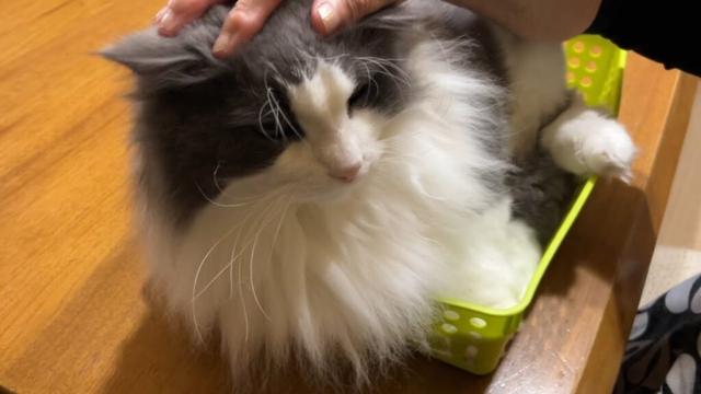 【ばあば♪】おとなしいニャンズもばあばに可愛がってもらった😙ノルウェージャンフォレストキャットとターキッシュアンゴラ
