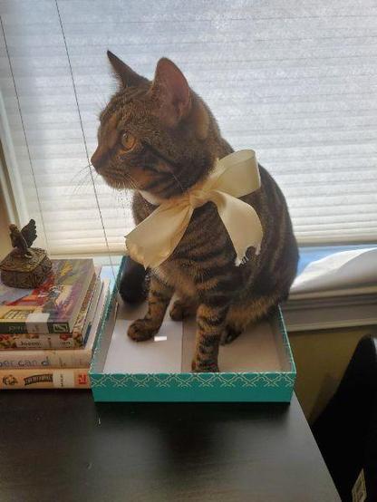 A tabby cat with a cream-colored ribbon around its neck sits inside a turquoise box on a table. The box is next to a stack of books, and there is a small decorative figurine of an angel on top of the books. A window with closed blinds is in the background.