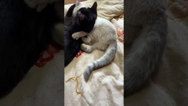 シャムの子ネコ雫、グルーミングした後、油断する黒猫の子ネコ黒夢に、スリーパーをかけて、仕掛ける