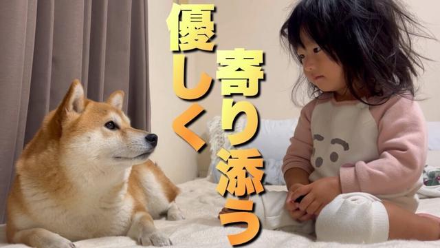 パパの具合が悪いことを察し次々と集まって来てくれる柴犬と２歳児
