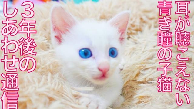 耳が聴こえない青き瞳の子猫、3年後のしあわせ通信 The Aftermath of the Sea-blue eyes kitty "Marine"