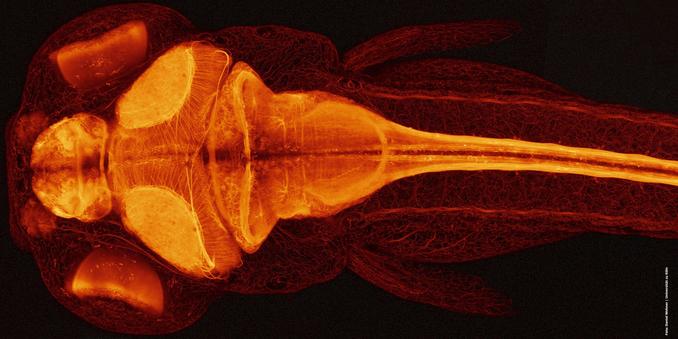 Mikroskopische Aufnahme eines Zebrafisches mit durchsichtigen roten und orangefarbenen Schichten, zeigt detaillierte innere Strukturen.