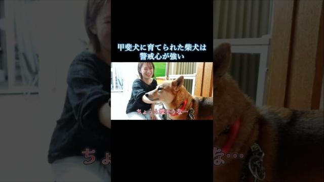 甲斐犬に育てられた柴犬は警戒心が強い　#柴犬 #甲斐犬 #犬のいる生活