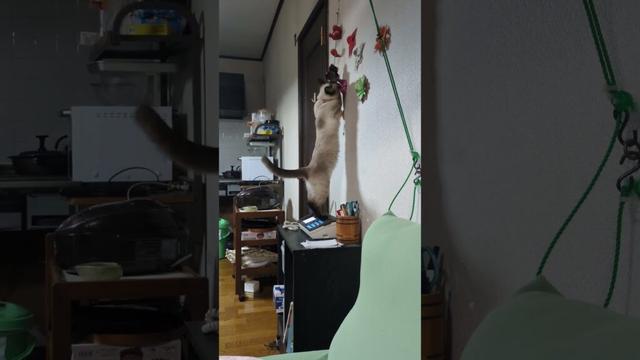 【火サス】どこかに電話してしまいそうなシャム猫☆マロンちゃん🐈️【事件です】#cat #catshorts #しゃむねこ ＃シャム猫