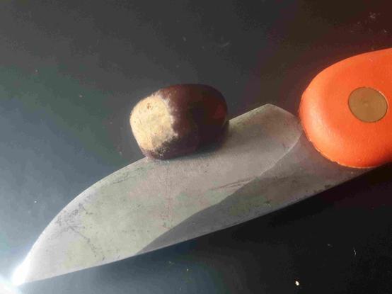 Couteau néo-zélandais svord peasant coupant une châtaigne, pour faire l'entaille en croix.