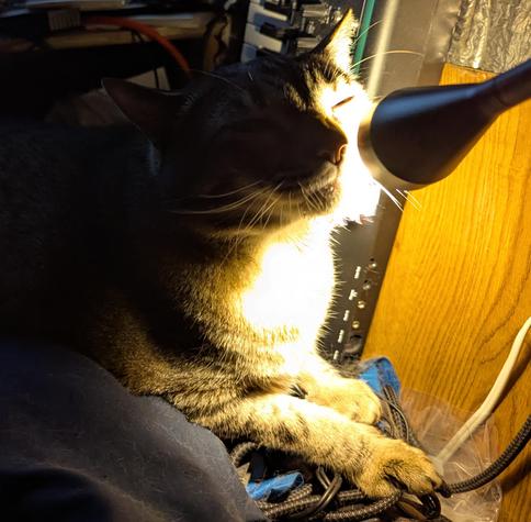 Waffles the three-legged, chonky, tabby cat, putting his face right up to a light.