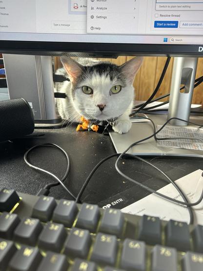 Kenny, a cat with a white and gray coat is peeking out from beneath a computer monitor on a desk. The cat is wearing a collar with a small charm and is surrounded by various cables and a computer keyboard.