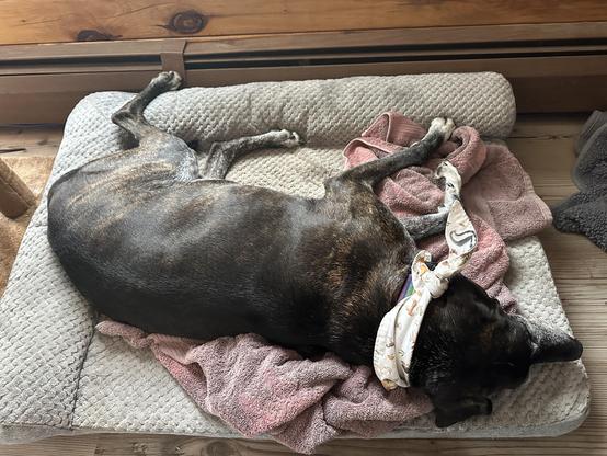 Obi, a brown and black Plott Hound, is sleeping on a cushioned pet bed, surrounded by pink towels. The dog is wearing a patterned scarf around its neck. The background features wooden elements and a cozy interior setting.