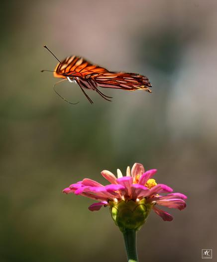 Color photo of an orange butterfly in flight with wings spread flat and legs hanging down above a pink zinnia flower with a yellow center.