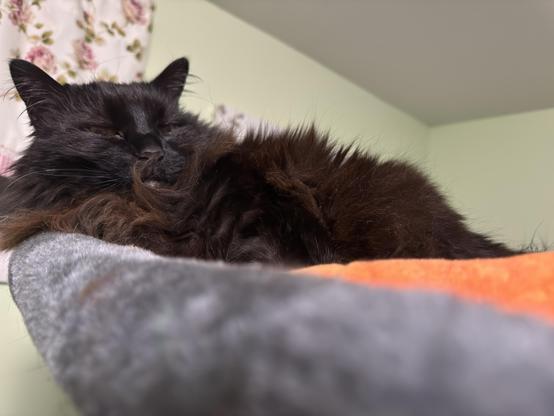 A fluffy black cat is resting on the top level of a cat tree. There are floral curtains in the background.