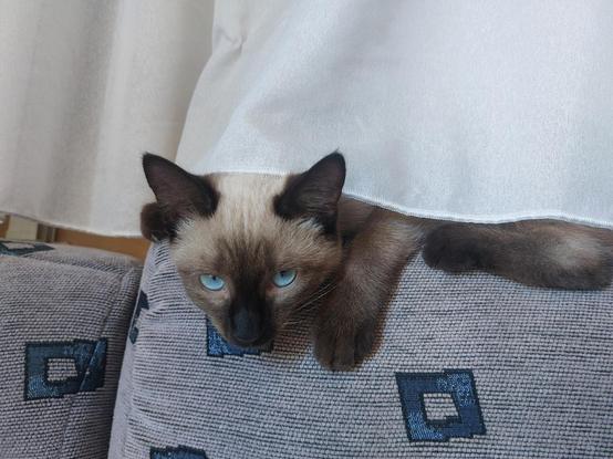 A Siamese cat looks out from under the curtain with its beautiful blue eyes.