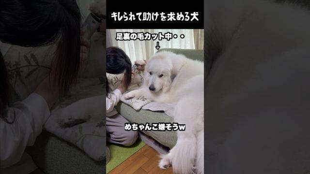 怒られて助けを求める愛犬　#greatpyrenees #癒し #大型犬のいる生活 #大型犬と暮らす #大型犬 #グレートピレニーズ #犬のいる生活 #可愛い #愛犬