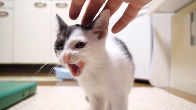 ご飯の後はママとはしゃぐ子猫【赤ちゃん猫　保護猫】