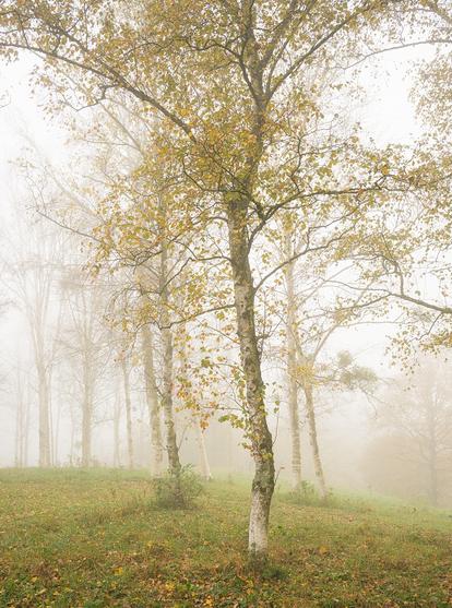 Zu sehen sind mit gelb-grünem Laub behangene Birken bei Nebel