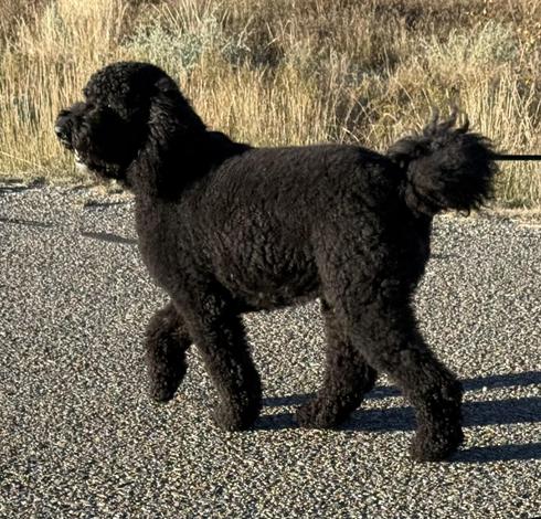 A black Bernese mountain dog walks along a paved road, pulling his owner (not pictured) along.