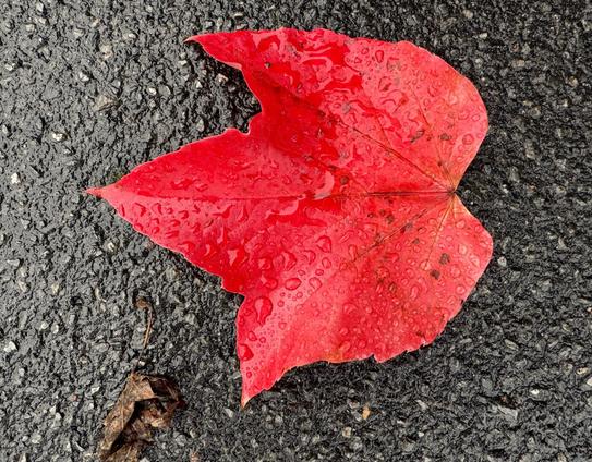 Ein rotes Herbstblatt liegt auf dunklem, nassem Asphalt