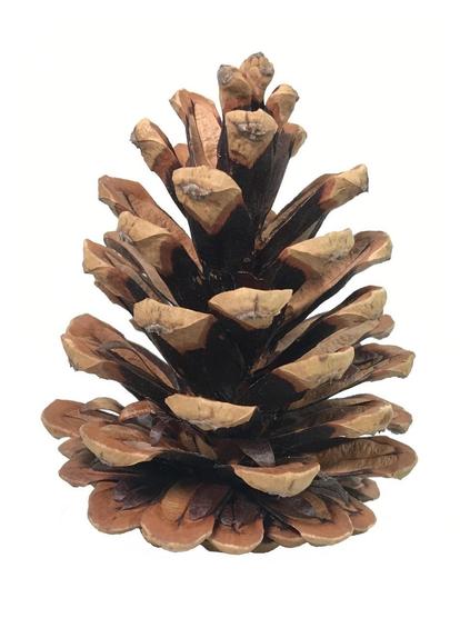 A close-up image of a brown pine cone with its scales open