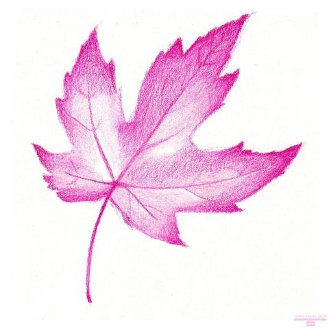 A colored pencil drawing of a pink maple leaf.