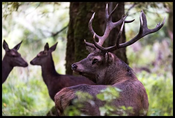 A red deer stag with impressive branching antlers in profile stands alert in Killarney National Park with two female deer (hinds) visible as silhouettes in the soft-focused background among trees and dappled forest light.