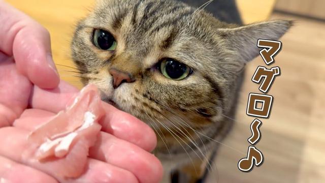 お刺身大好きな食いしん坊猫の意外な秘密とは…！？