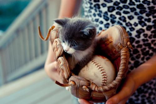 A small kitten is nestled inside a worn baseball glove, along with a baseball. The person holding the glove is wearing a leopard print top. The background is softly blurred.