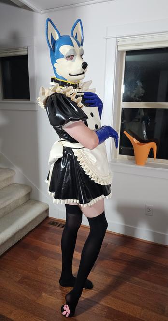 Rubber husky in latex pup hood wearing latex maid dress and stockings, with blue gloves, giving the camera side eye