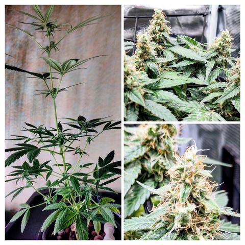 Das Bild ist in drei Abschnitte unterteilt.
Links ist eine hohe, schlanke CannabisPflanze mit mehreren Etagen länglicher, gezackter Blätter zu sehen. Sie wächst in einem Hydroponik-System mit Blähton-Kügelchen als Substrat.
Rechts oben und unten sind Nahaufnahmen einer anderen Pflanze zu sehen, die in Erde wächst. Sie hat deutlich dichtere Blätter und viel kompaktere Blütenstände mit feinen, hellen Härchen. Die Oberfläche der Blätter wirkt leicht glänzend, als wäre sie mit feinen Kristallen oder Haarstrukturen überzogen.