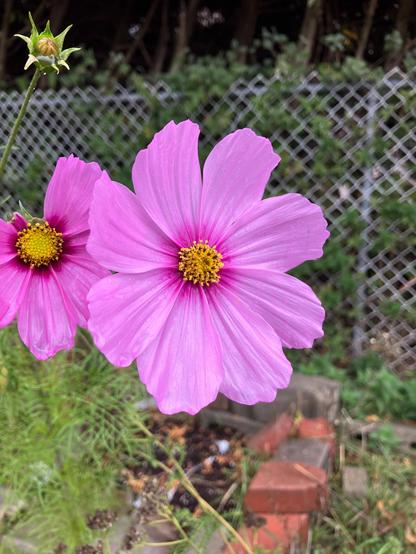 Pink cosmos flowers with yellow centres on a grey and rainy day against a backdrop of cedar trees and chain link fence filled with nettle.