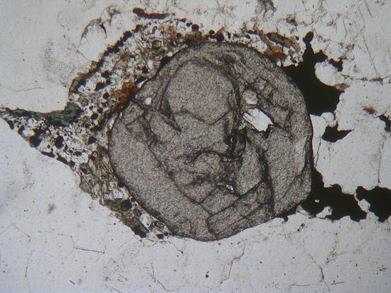 A view of a rock thin section down a polarizing microscope, using plane polarized light. A large, rounded, intense greyish transparent crystal looms intensely in the centre of the view with some irrregular opaque black mineral grains to the right, and a fine-grained intergrowth of colourelss, brown, black and green mineral grains on the left. The rest of the image is occupied by blandly colourless mineral grains.
