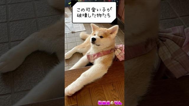 【破壊王の名は、りん!⚠️一部分なだけでまだまだあります(笑)⚠️】#short #秋田犬 #akitainu #犬のいる暮らし #大型犬のいる生活