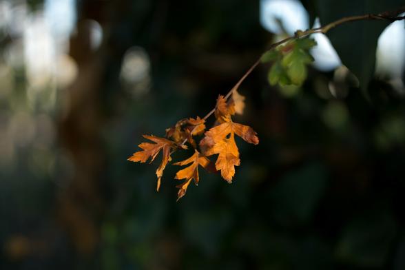 Photo of a cluster of small coppery leaves at the end of a straggly twig, catching late afternoon sunlight in front of a blurred background of dark green foliage.