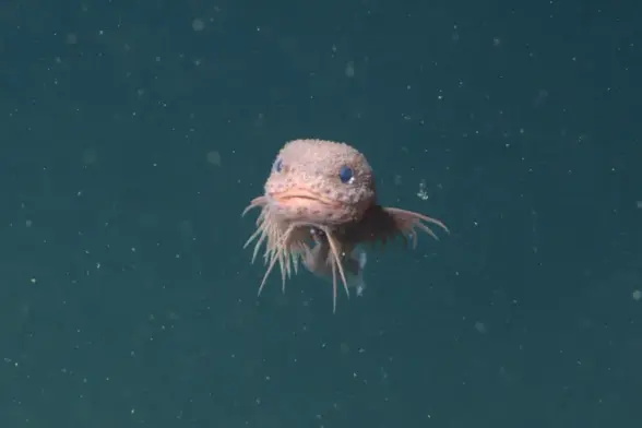 the bumpy snailfish, which is pink and bumpy, with blue eyes and a wide mouth on a round head. it's got toothpick-like whiskers coming off of its chin, and side fins that look kind of webbed? deep sea fish are weird.