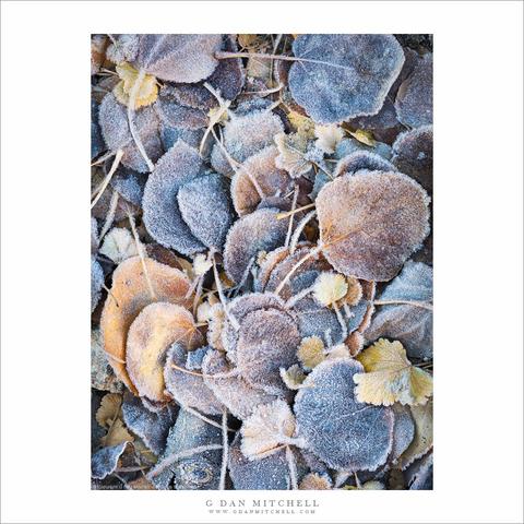 Fallen autumn leaves with frost